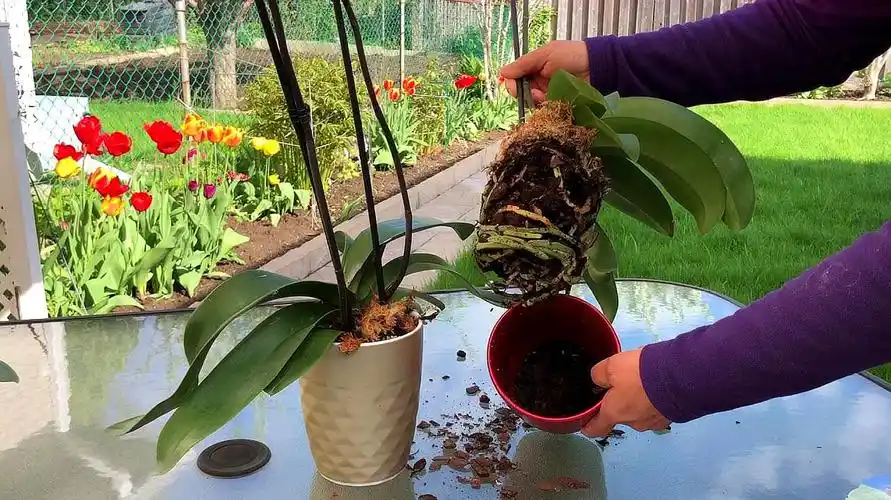 蝴蝶兰怎么养(牢记3"禁忌" 花朵十分娇艳) | 说明书网