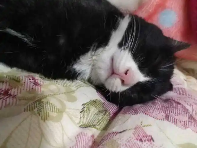 值得养,他们那么弱小可爱无助萌萌哒,你舍得再丢吗!