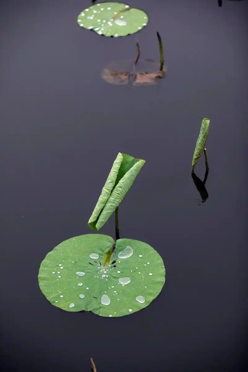 唯美风景视频雨后荷塘更显清新