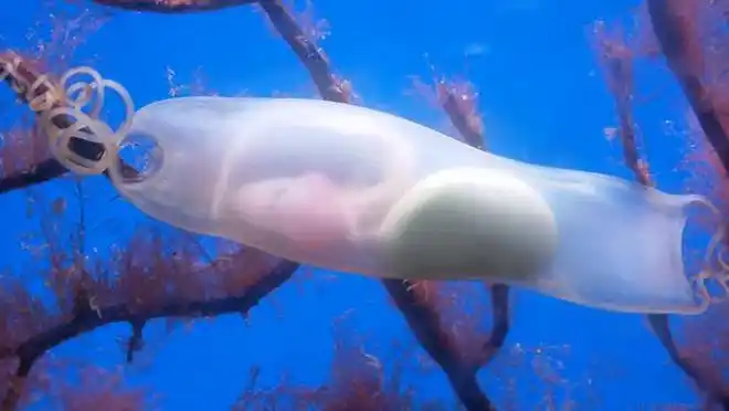 荷兰摄影师在水族馆拍到一条鲨鱼宝宝在卵鞘内活动的罕见画面|海藻_网