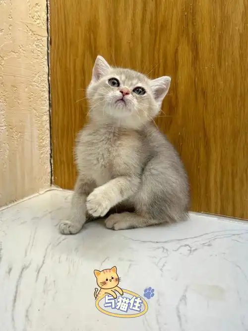 ay25蓝金弟弟英短蓝金渐层