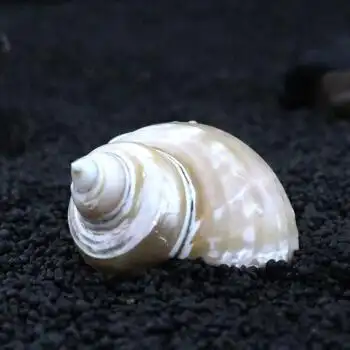 夜光螺 天然海螺贝壳鱼缸造景水族箱装饰地中海北欧风格摆件家居地台