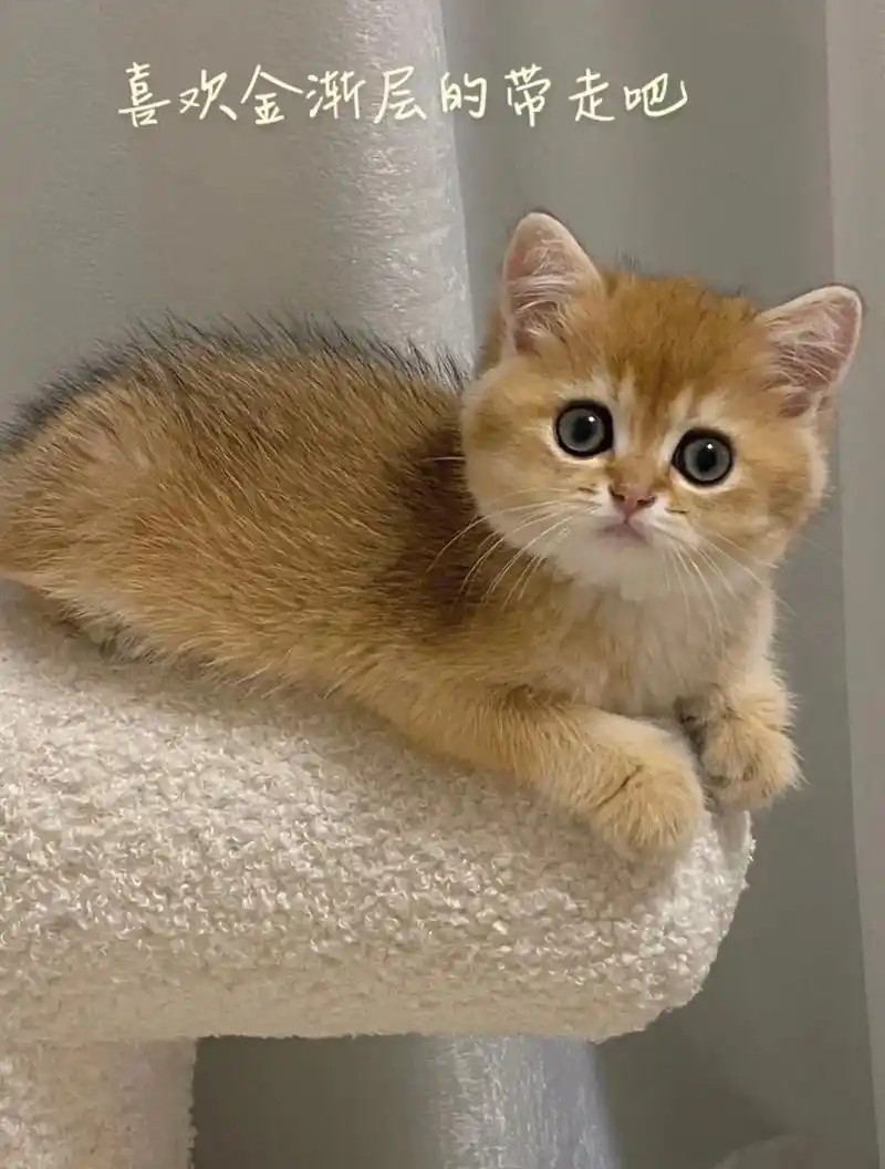 自家金渐层幼猫,便宜转让!