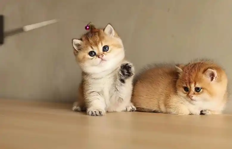 金渐层小胖胖#我家宠物好可爱  #猫舍日常  #我的萌宠  #金渐层  #金