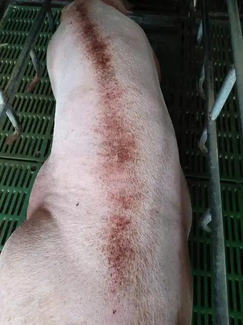 "毛根血,耳廓脏,脊背脏"指的是猪体毛孔渗透出血,猪耳朵有血点,脊背脏