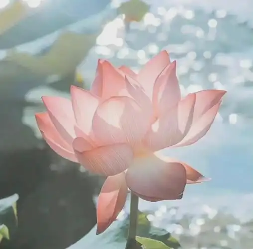 荷花头像:再来一波,文字自己配,哈哈哈#荷花头像  #养生荷花头像