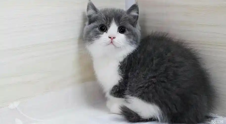 美短英短渐层蓝白短毛猫 纯种宠物猫 无病无藓