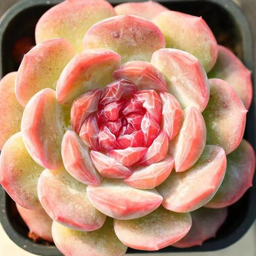 慢悠花房雪塔精品景天阳台多肉植物肉肉盆栽