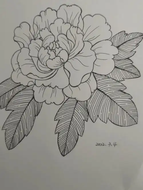 51黑白线条画牡丹控笔临摹零基础画画