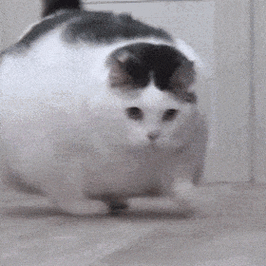 魔性小猫咪表情包