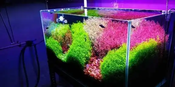 60厘米的荷兰景草缸,需要满足这些条件,你也能养好吧_水草_鱼缸_修剪