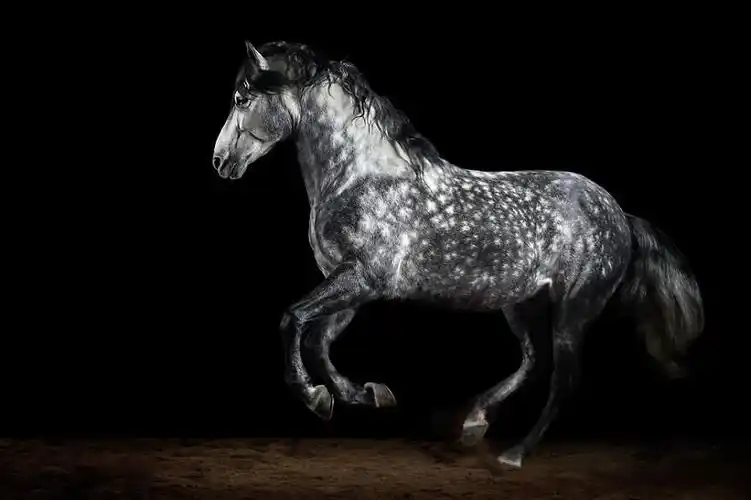 哈斯(wiebke haas)从小就为马痴迷,现在已成为一名专业的马儿摄影师