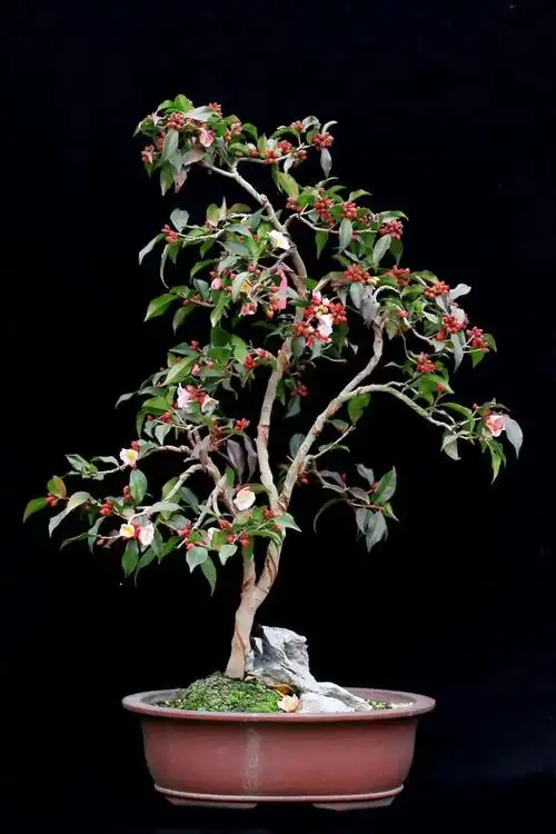 园林优良花灌木之茶花新秀——束花茶花