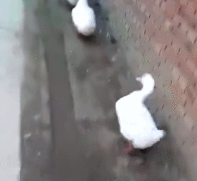 今天又是miss丞丞的一天呐(最后一张是我的鹅)