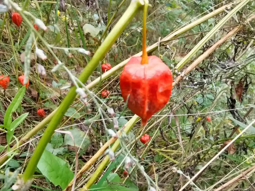 酸浆:别名为锦灯笼,灯笼草,红菇娘,挂金灯,戈力,灯笼果!《 - 抖音