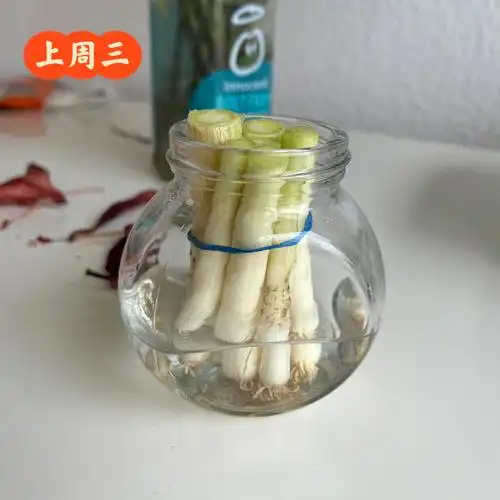 水培葱