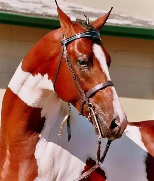 全球八大名马一马值千万你认识几匹