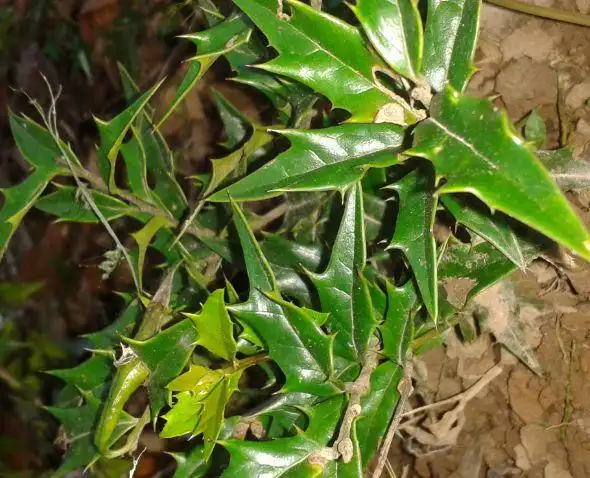 中文名:老虎刺藤本,长7-15米;枝条与叶轴具下弯的刺.