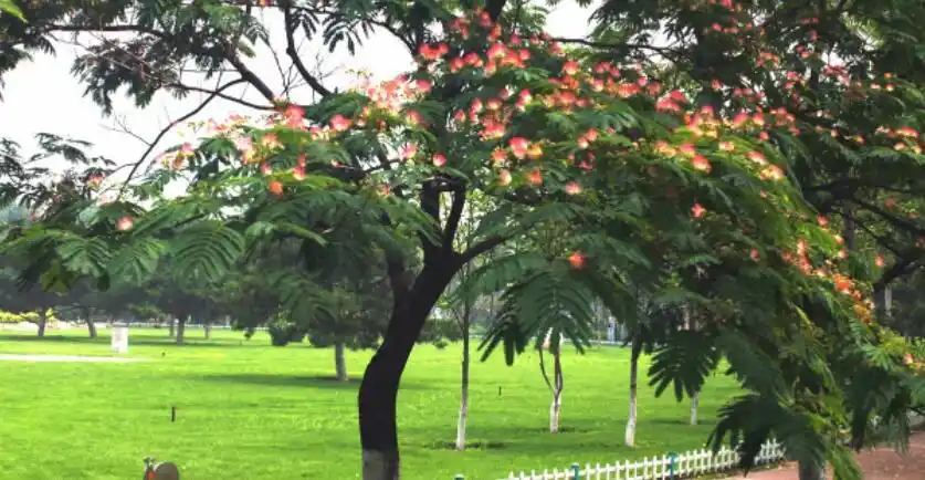 合欢树为什么叫鬼树