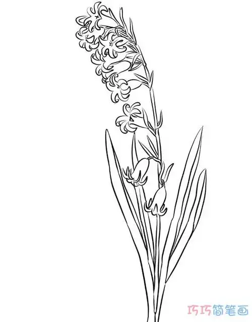 风信子手绘要怎么画简单好看_风信子简笔画图片