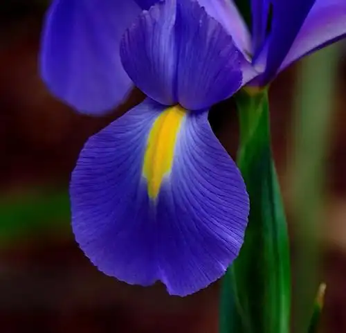 荷兰鸢尾花形姿态优美,三花瓣,花色有金,白,蓝及深紫,这是一种蓝色的.