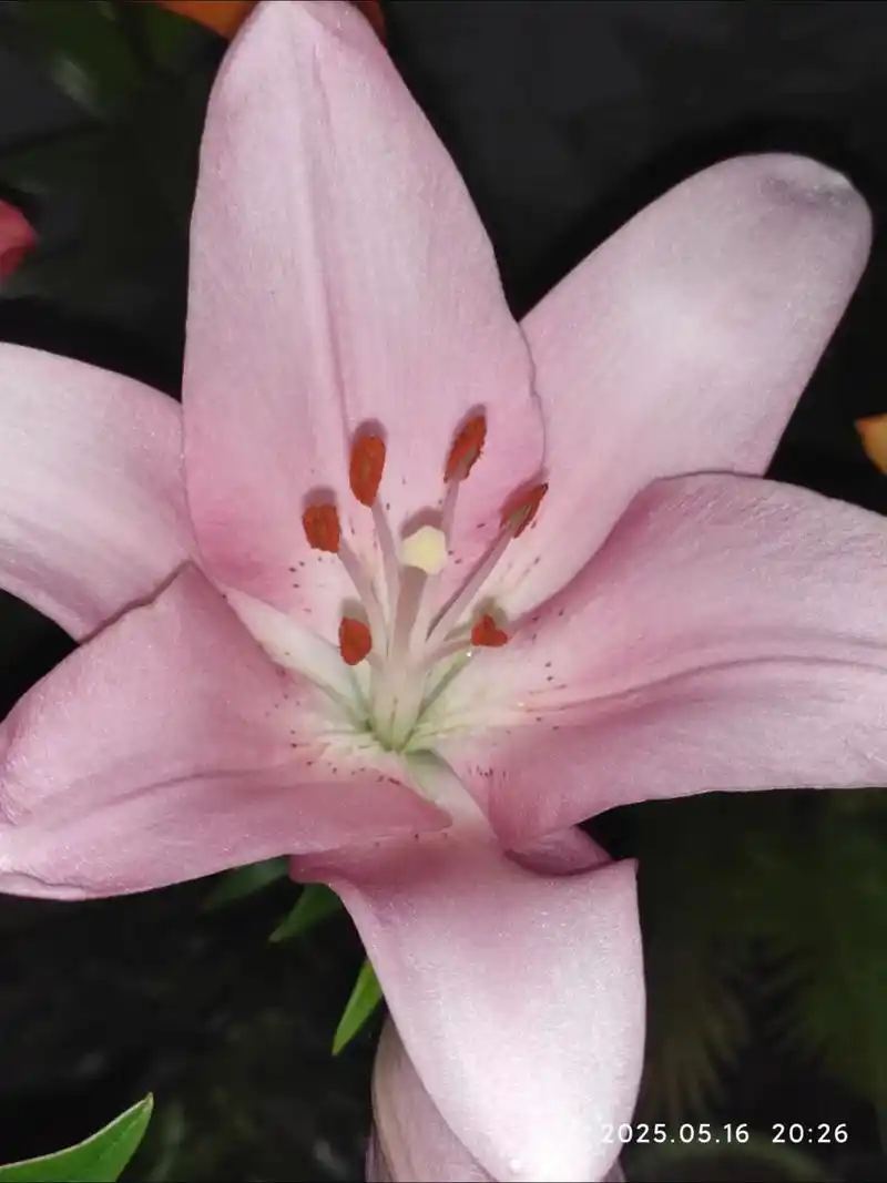 各色的百合有着不同的寓意,知道粉色百合的寓意是什么吗?