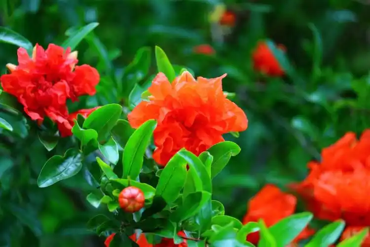 夏天来了楼下的石榴树开花了