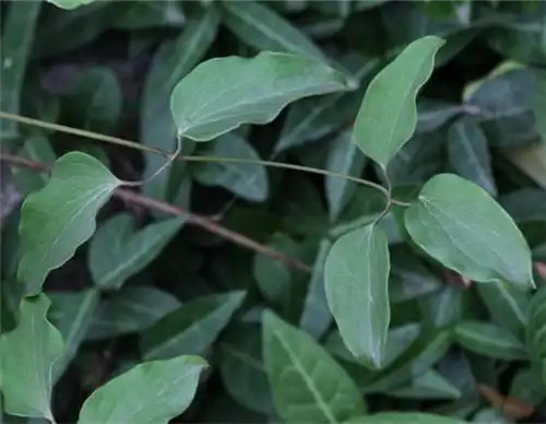 老虎须,专治风湿关节炎,缘出威灵寺,灵验得名仙!