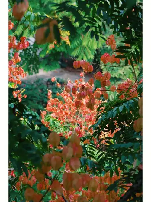 栾树花开一树栾华知秋来