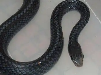 好听音乐网,中央元旦晚会,月花两万被骂翻