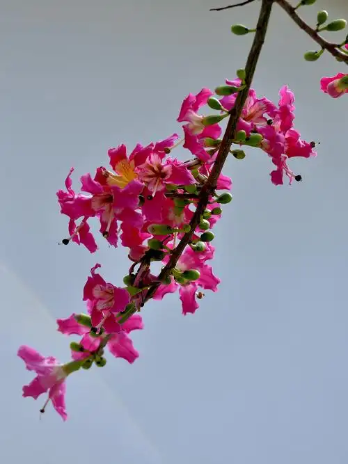 羊城冬天里的一抹红------丝木棉