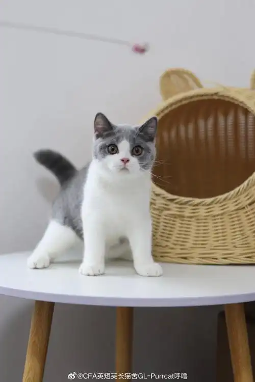 喵星人##cfa英短蓝白##蓝白英短##赛级英短##广州猫舍