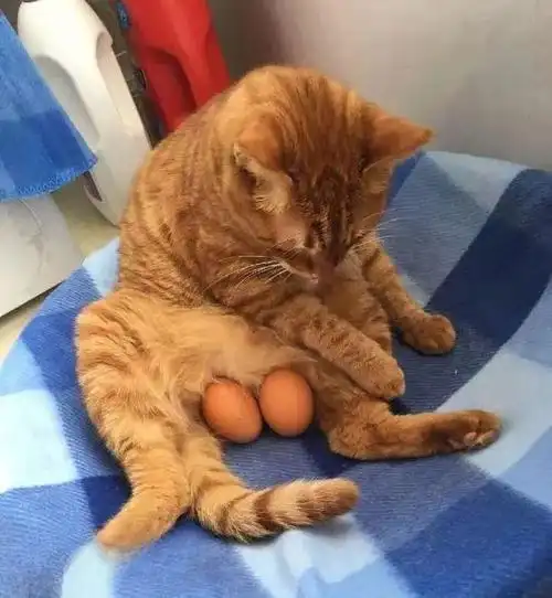 猫咪的蛋蛋居然可以那么可爱!网友:无法抗拒,污了