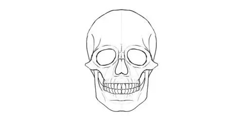 人的头骨详细绘画结构教程
