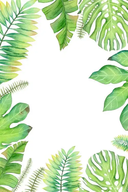 手绘植物绿叶芭蕉叶请柬装饰框背景素材元素插画