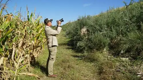 高档摄影师在青纱帐里,玉米地边认真拍摄.