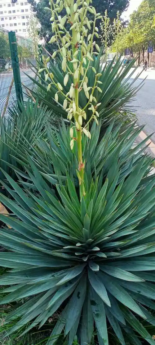 岭南植物园凤尾丝兰