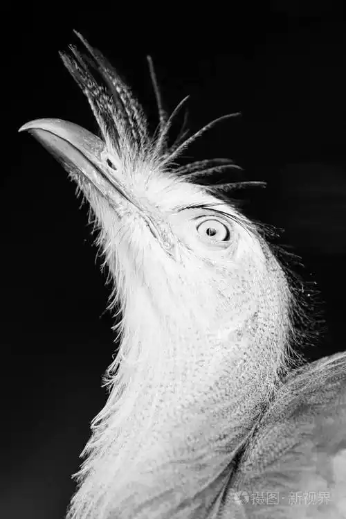 鸟头黑色和白色动物肖像