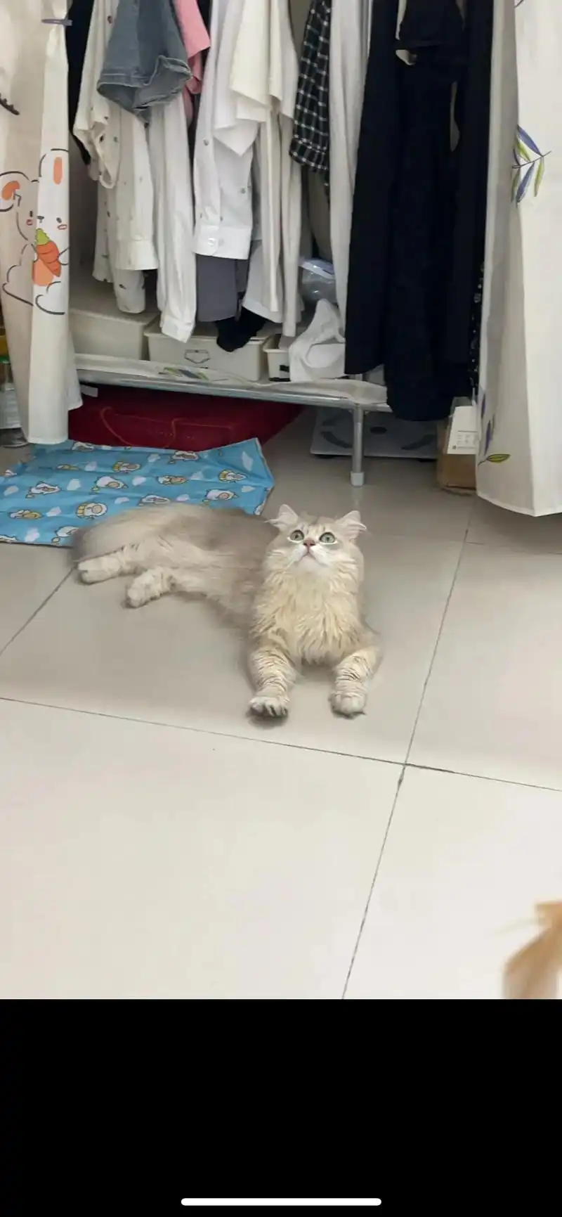 长毛蓝金渐层弟弟配种 已经配过几次啦,在广州南沙.