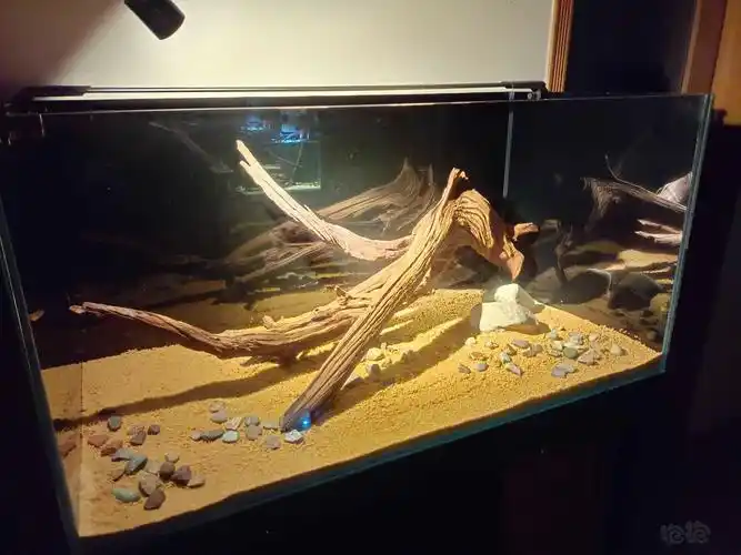 原生造景与生物 雷龙缸想简单种点绿植举报 快给朋友分享吧!