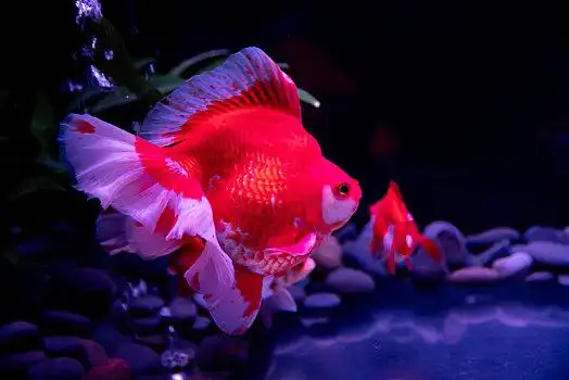 水族馆里的锦鲤鱼金鱼