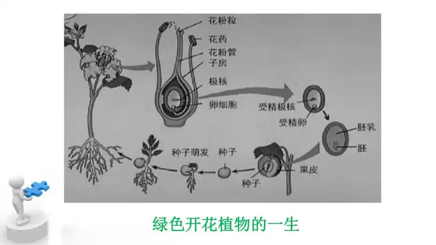 人教版新课程标准七年级上册第三单元生物圈中的绿色植物复习课件21张