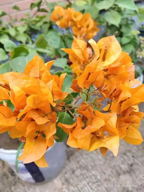 6个三角梅品种,妥妥的勤花品种,开花多的不见叶_农林知识_中睿百科网