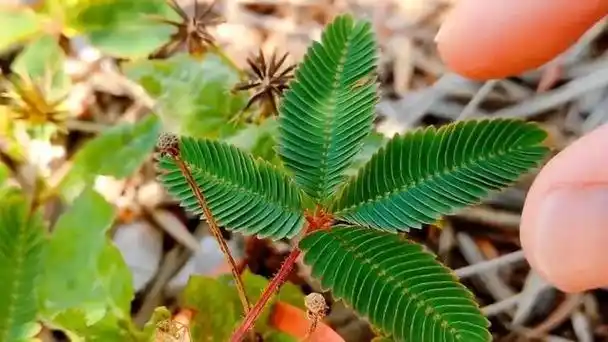 含羞草是一种会"害羞"的植物,轻轻一碰,小叶子就会慢慢合拢,有时候摸