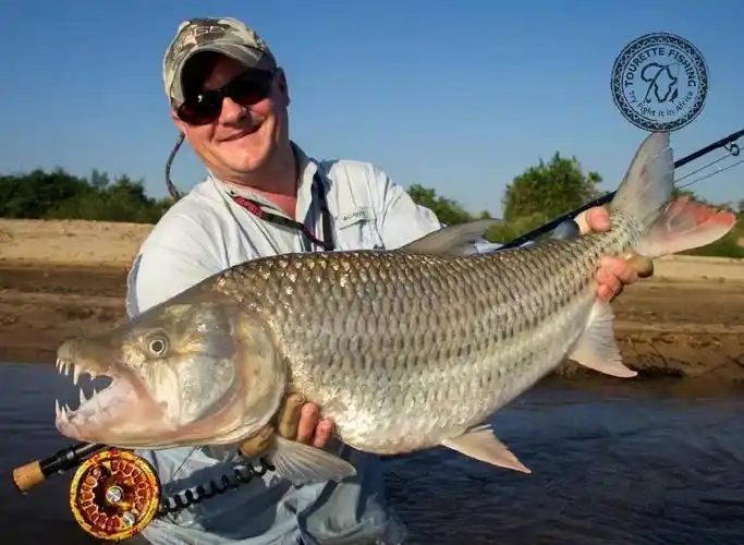 虎鱼(tigerfish)