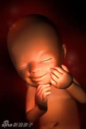 健康中心 孕中期 胎儿发育 > 正文                宫内发育图片:高清