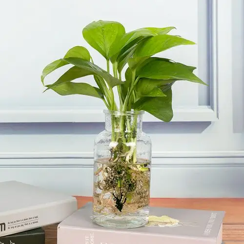 水榭花乡水培盆栽绿萝