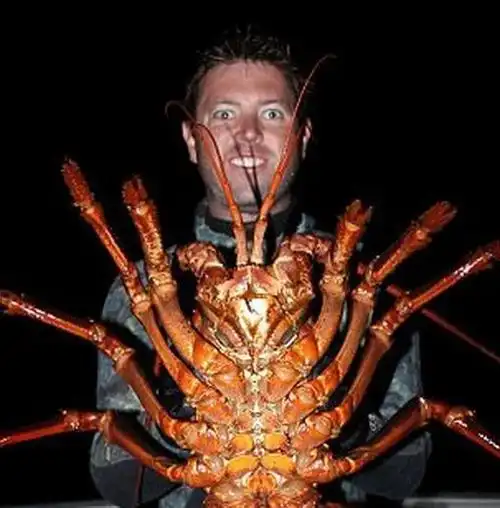 4公斤巨型龙虾 年龄或超70岁