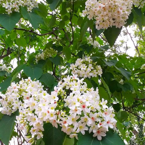 油桐树种种子种籽桐油桐子树光林木工业油料家庭园艺种子