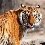 东北虎头像高清图片_微信头像图片大全